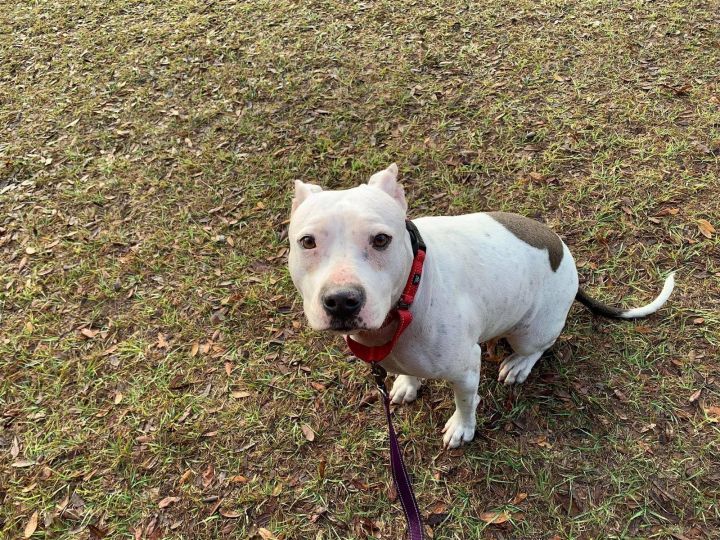 Dottie 1