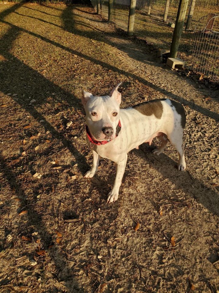 Dottie, an adoptable American Bulldog Mix in Williston, FL_image-2