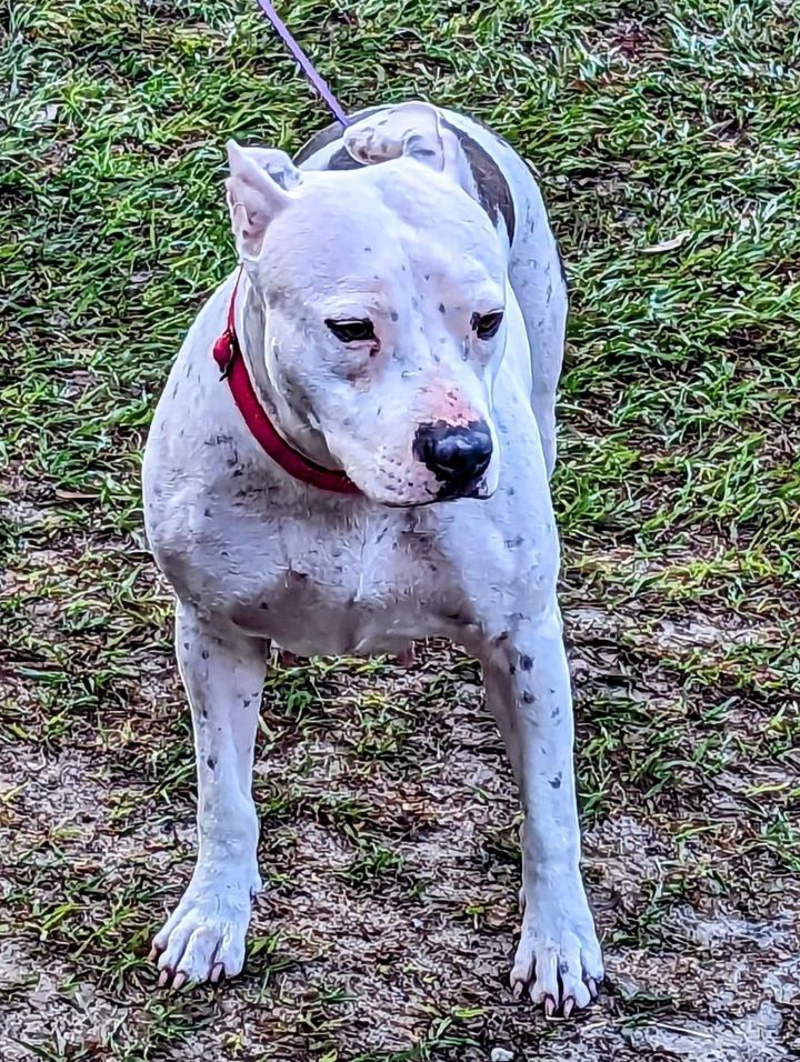 Dottie 3