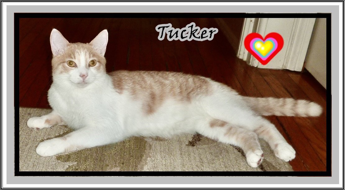 Tucker, Teddy (bonded brothers)