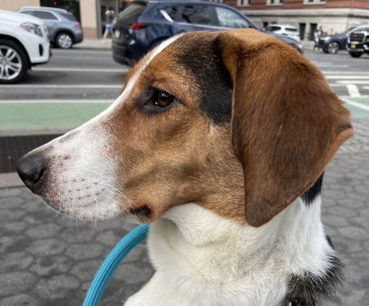 Spaghetti, an adoptable Beagle & Hound Mix in Brooklyn, NY_image-3