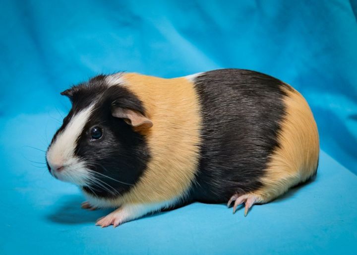 Twist (Bonded with Pepper), an adopted Guinea Pig in Harrisburg, PA_image-1