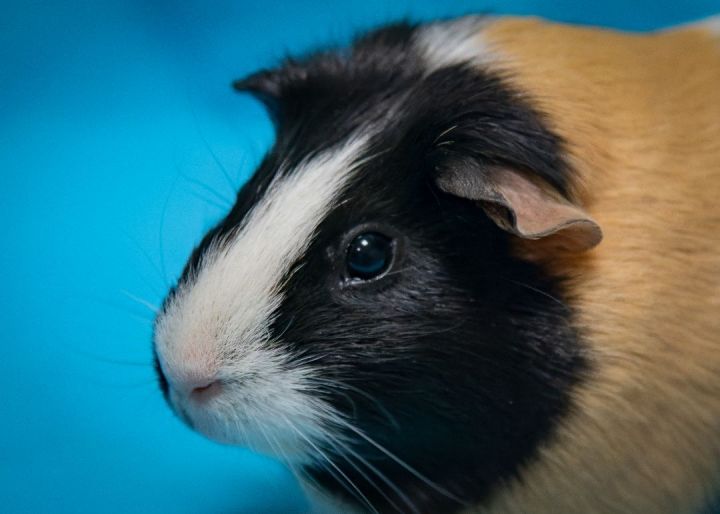 Twist (Bonded with Pepper), an adopted Guinea Pig in Harrisburg, PA_image-3