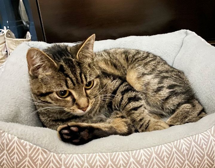 Sentra, an adopted Tabby & Domestic Short Hair Mix in Columbus , OH_image-2