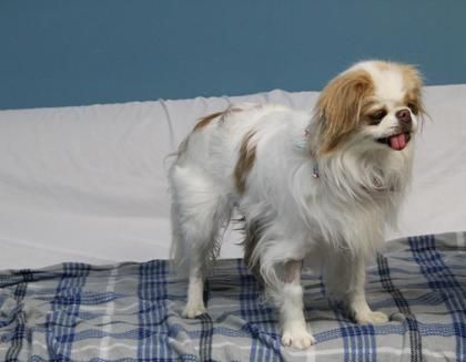 Susie, an adopted Japanese Chin Mix in Kansas City, MO_image-2