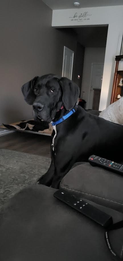 Beau
