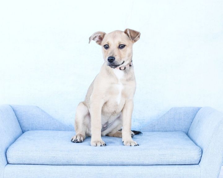 Baskin Robbin, an adoptable Labrador Retriever Mix in Tyler, TX_image-2