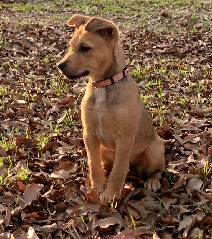 Baskin Robbin, an adoptable Labrador Retriever Mix in Tyler, TX_image-4
