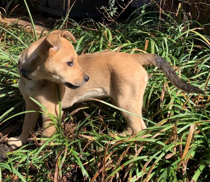Baskin Robbin, an adoptable Labrador Retriever Mix in Tyler, TX_image-5