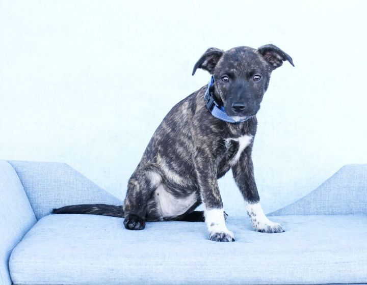 Bluebell, an adopted Labrador Retriever Mix in Tyler, TX_image-3