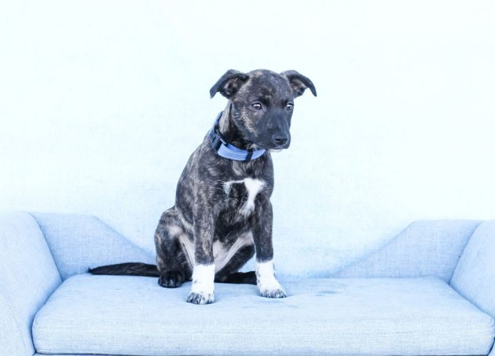 Bluebell, an adopted Labrador Retriever Mix in Tyler, TX_image-4