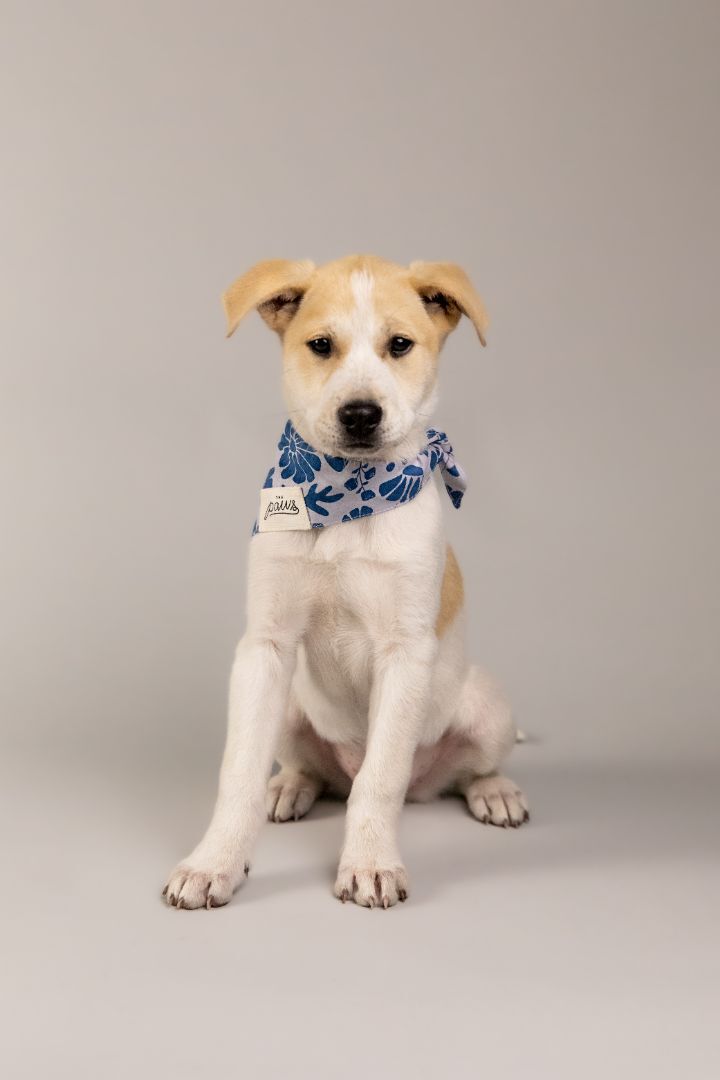Sandy, an adoptable Labrador Retriever Mix in Cypress, TX_image-1