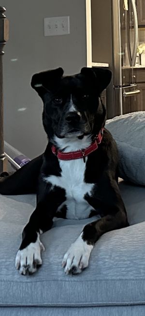 Blackie