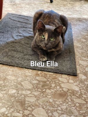 Bleu Ella