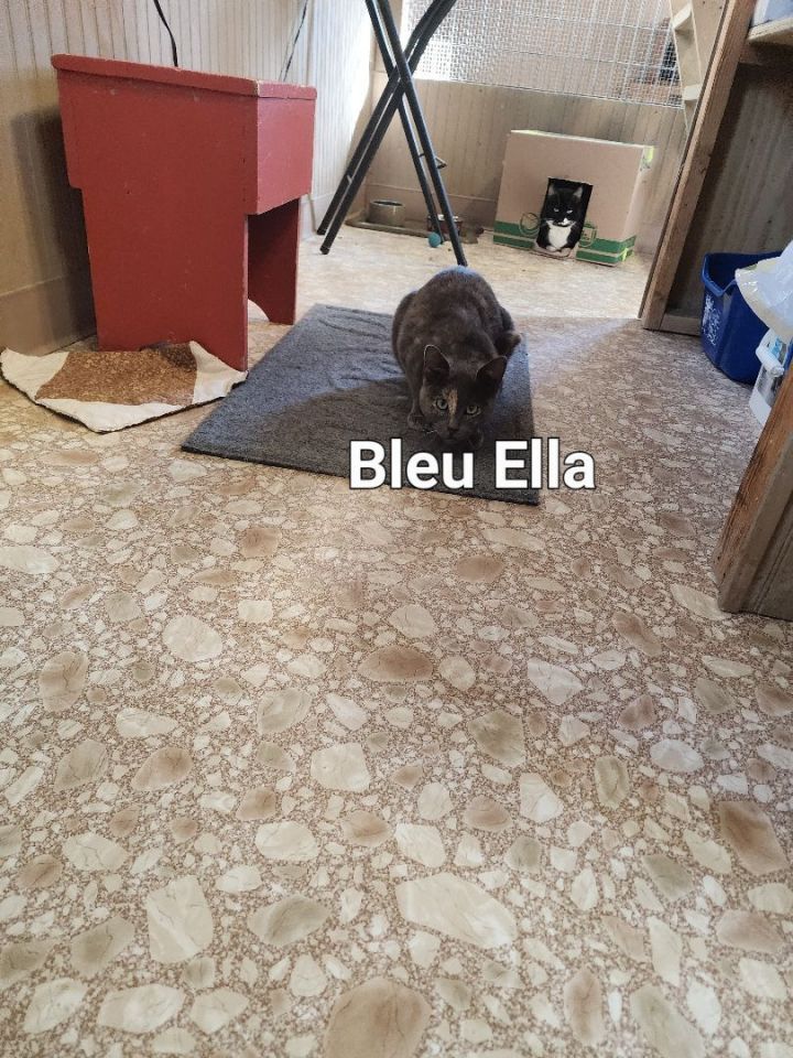 Bleu Ella, an adoptable Dilute Tortoiseshell Mix in Columbus, OH_image-2