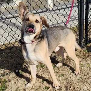 Dog for adoption - Zeus, a German Shepherd Dog Mix in Springdale, AR |  Petfinder