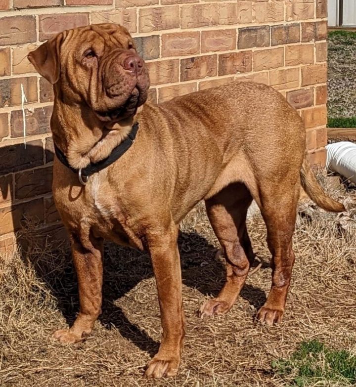 Dog for adoption - CALLIE , a Shar-Pei & Dogue de Bordeaux Mix in