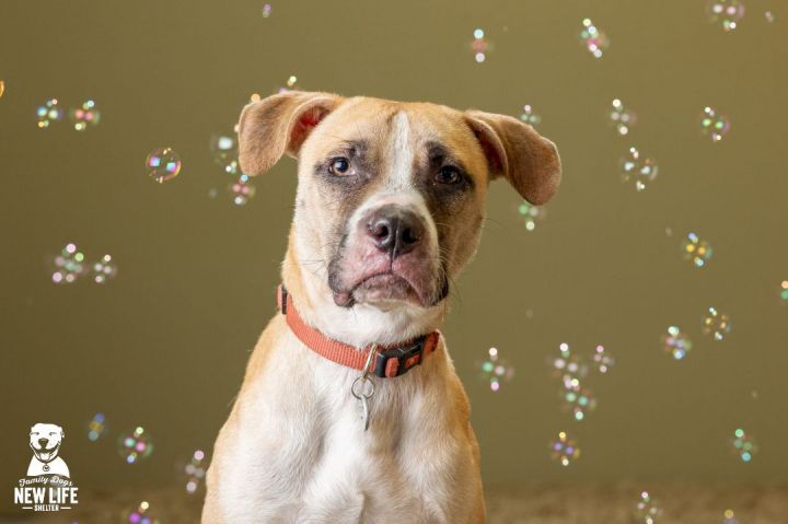 Beans, an adoptable Pit Bull Terrier & Boxer Mix in Portland, OR_image-2