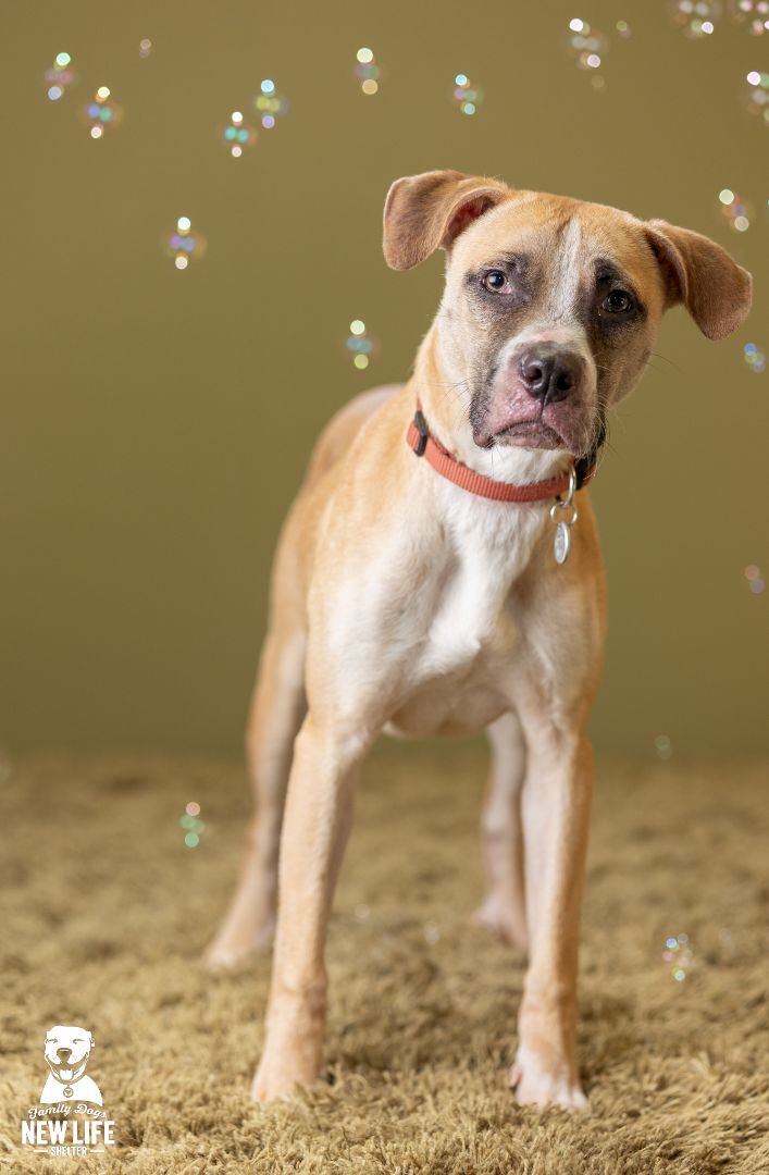 Beans, an adoptable Pit Bull Terrier & Boxer Mix in Portland, OR_image-3