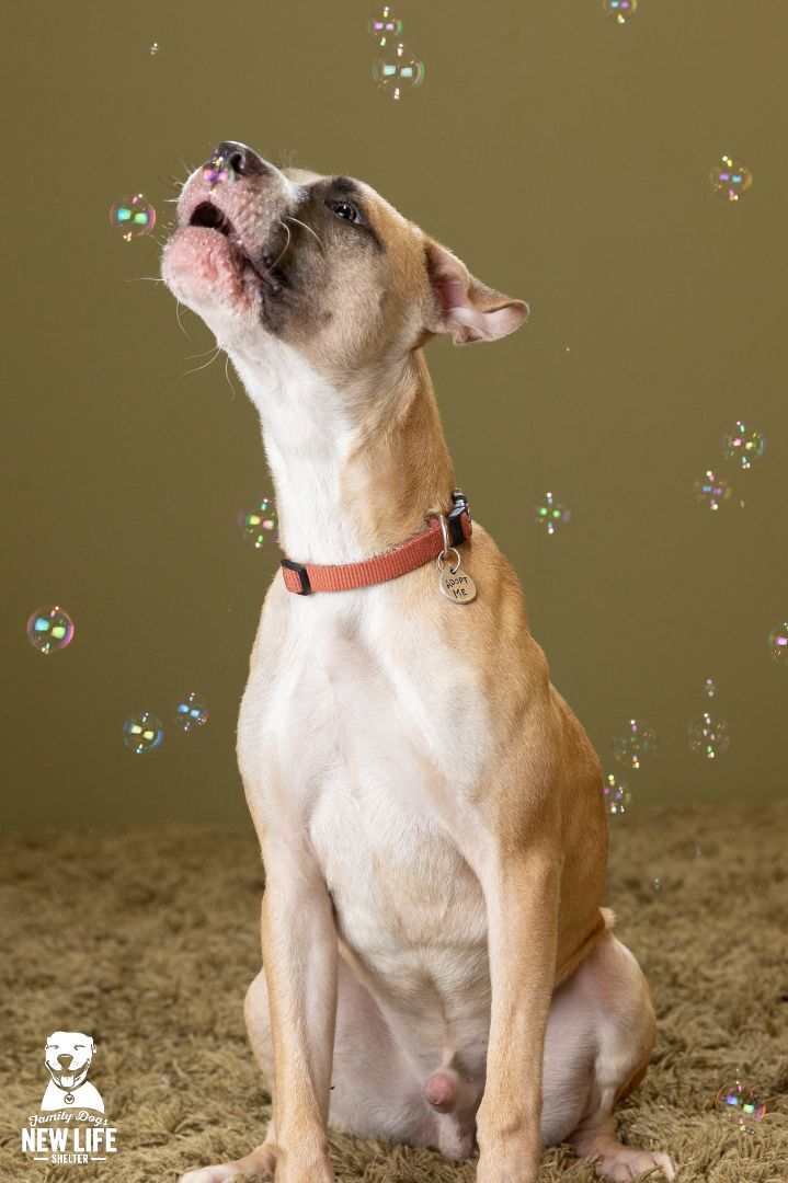 Beans, an adoptable Pit Bull Terrier & Boxer Mix in Portland, OR_image-5