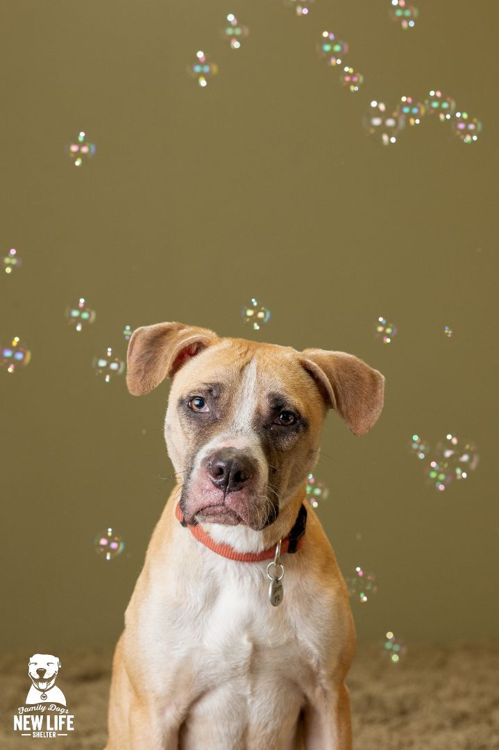 Beans, an adoptable Pit Bull Terrier & Boxer Mix in Portland, OR_image-6
