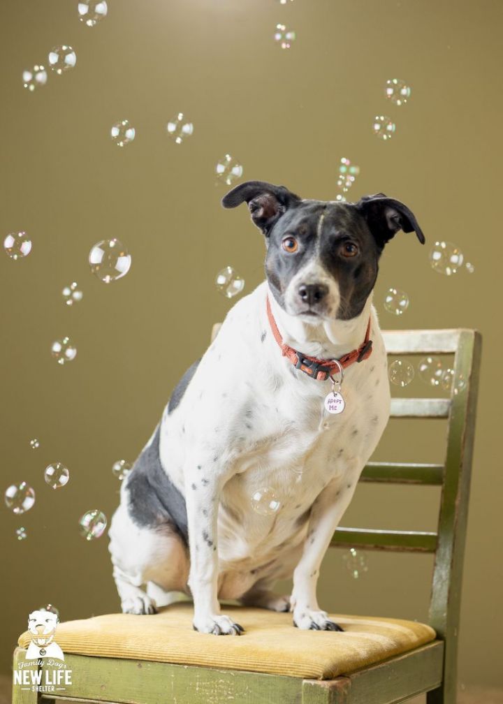 Cleopatra, an adoptable Border Collie & Rat Terrier Mix in Portland, OR_image-2