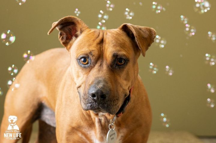 Eros, an adopted Pit Bull Terrier & Rhodesian Ridgeback Mix in Portland, OR_image-6