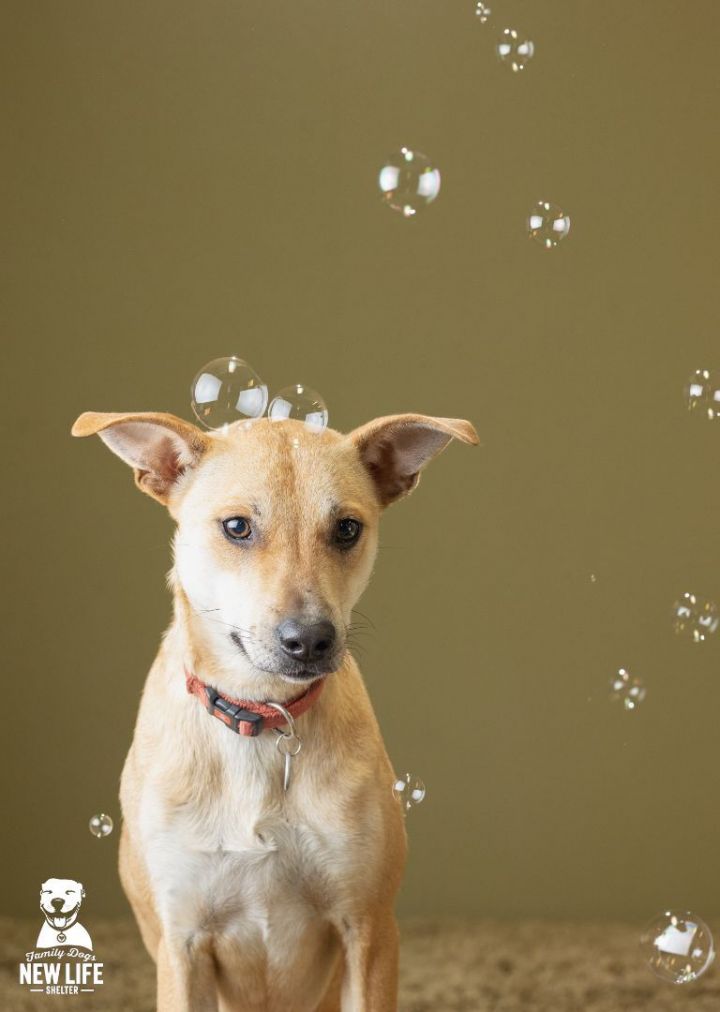 Ren, an adopted German Shepherd Dog & Yellow Labrador Retriever Mix in Portland, OR_image-3