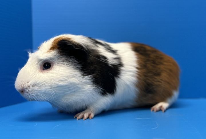 Kingsley, an adoptable Guinea Pig Mix in Lewisville, TX_image-1