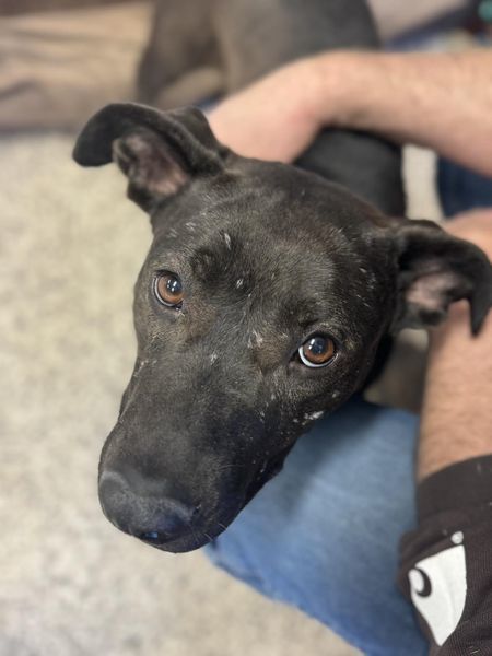 Crooky, an adoptable Pit Bull Terrier in Madras, OR, 97741 | Photo Image 2