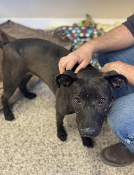 Crooky, an adoptable Pit Bull Terrier in Madras, OR, 97741 | Photo Image 3