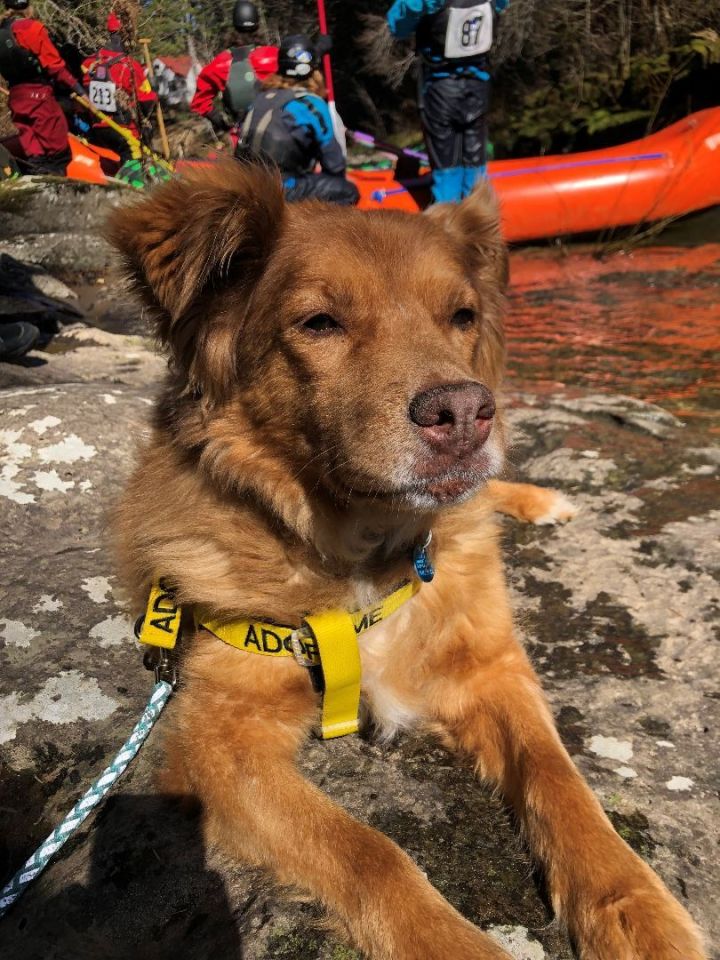 Hadlee, an adoptable Nova Scotia Duck Tolling Retriever Mix in Madras, OR_image-4