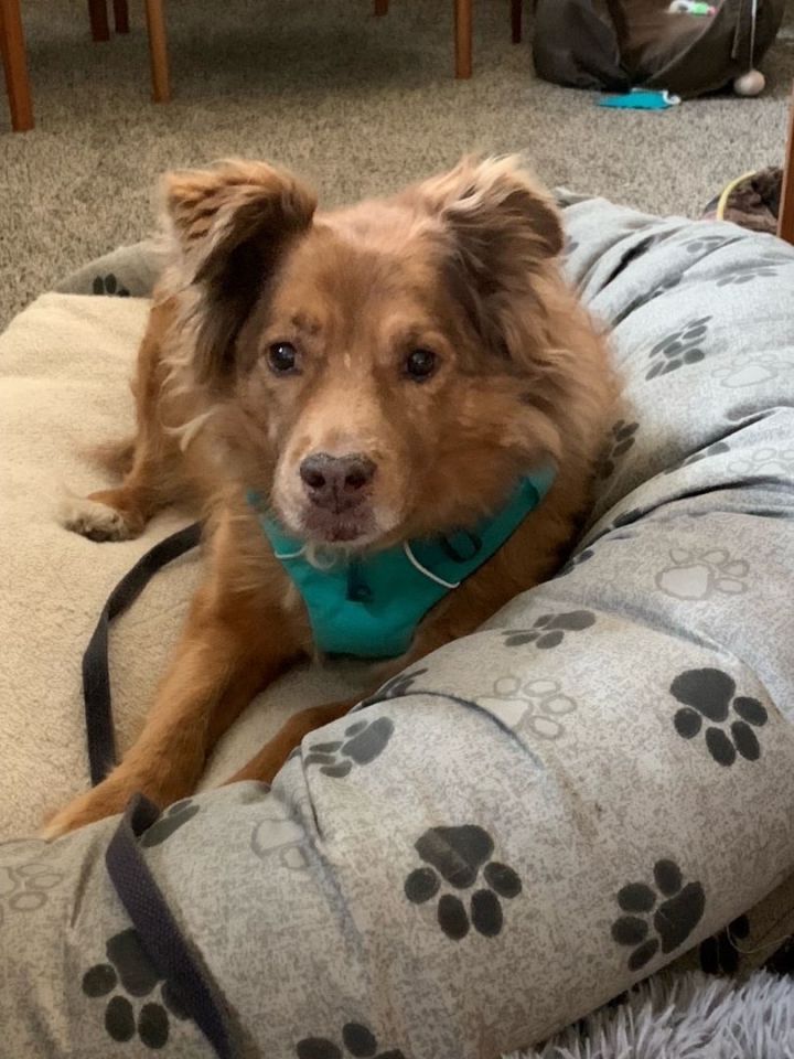 Hadlee, an adoptable Nova Scotia Duck Tolling Retriever Mix in Madras, OR_image-1
