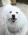 Mai, an adoptable Siberian Husky in Oakland, CA_image-1