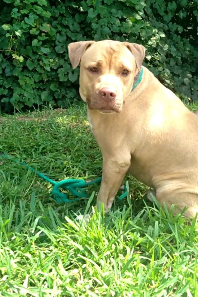 Blonde red nose store pitbull