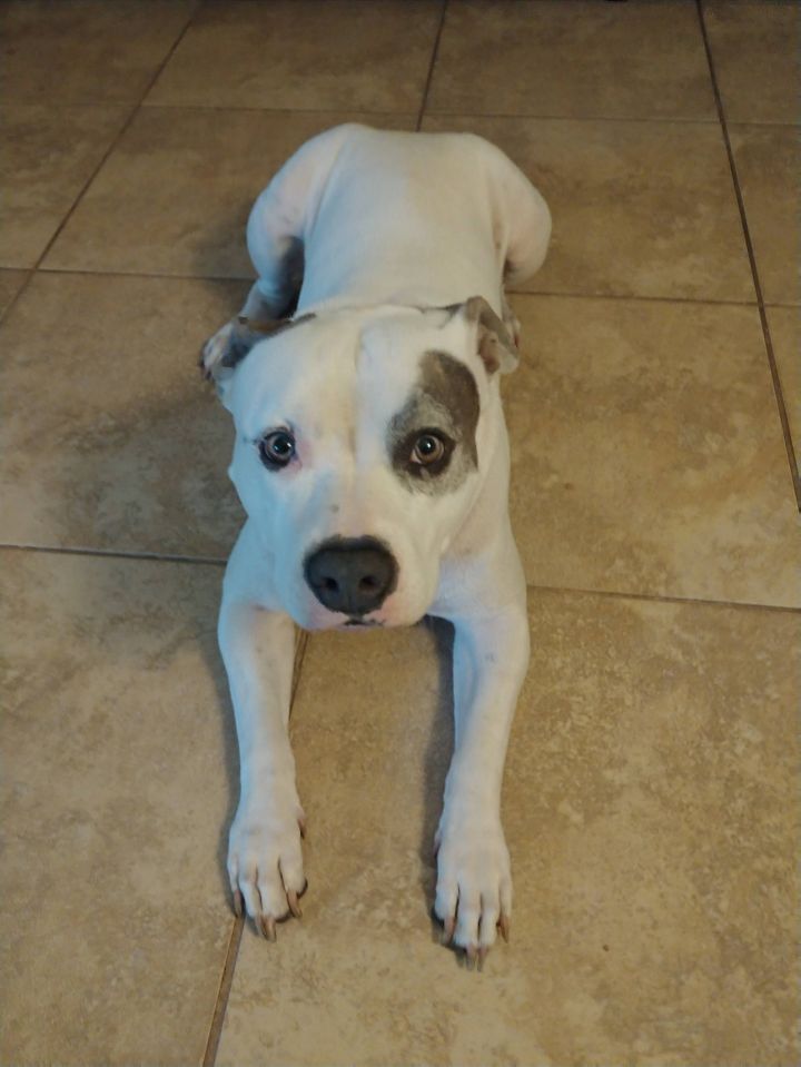 Nala 3