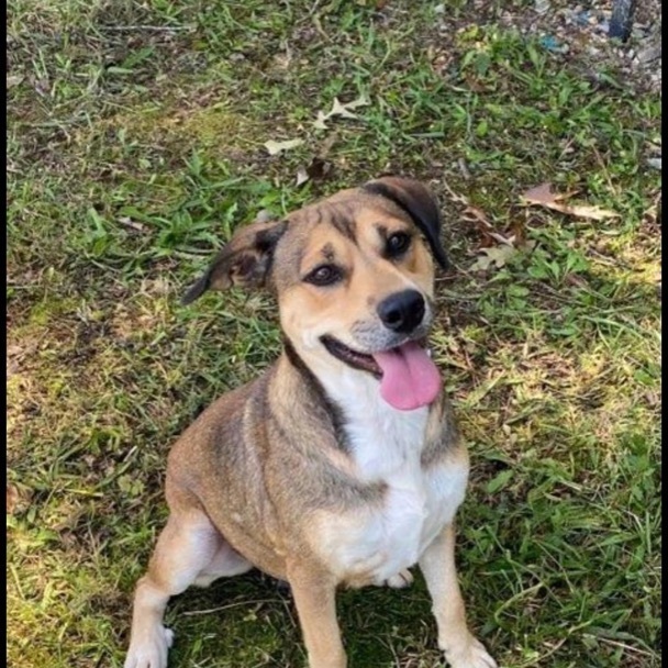 Dog for adoption Mocha, a Mixed Breed in Paragould, AR Petfinder