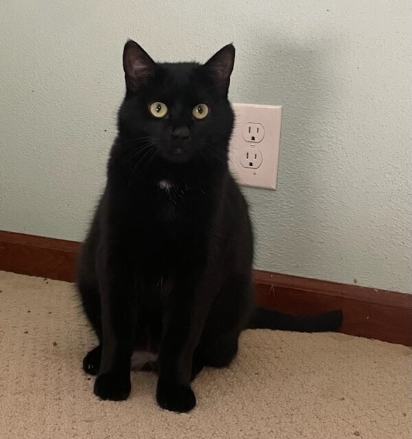 Frannie, an adoptable Domestic Short Hair in Greene, NY, 13778 | Photo Image 1