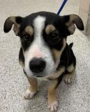 CHILI BEAN's profile on Petfinder.com