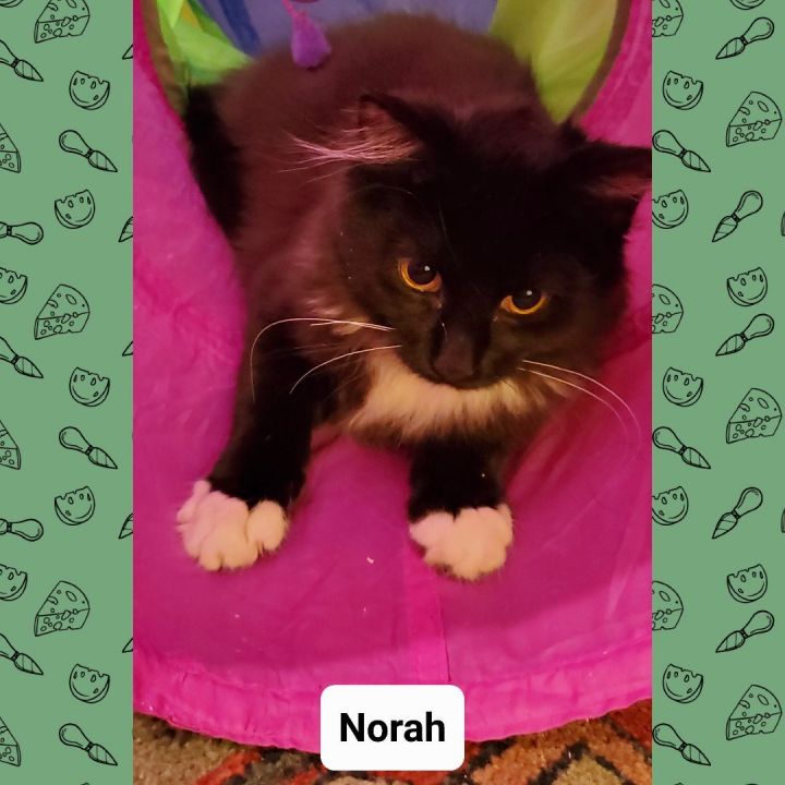 Norah Fluffy Tuxedo 1
