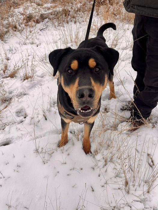 Bear, an adoptable Rottweiler, Chow Chow in Canyon, TX, 79015 | Photo Image 1