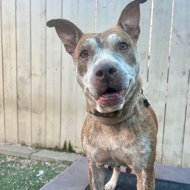 Dog for adoption - Gemma (Cafe Dog), a Staffordshire Bull Terrier ...