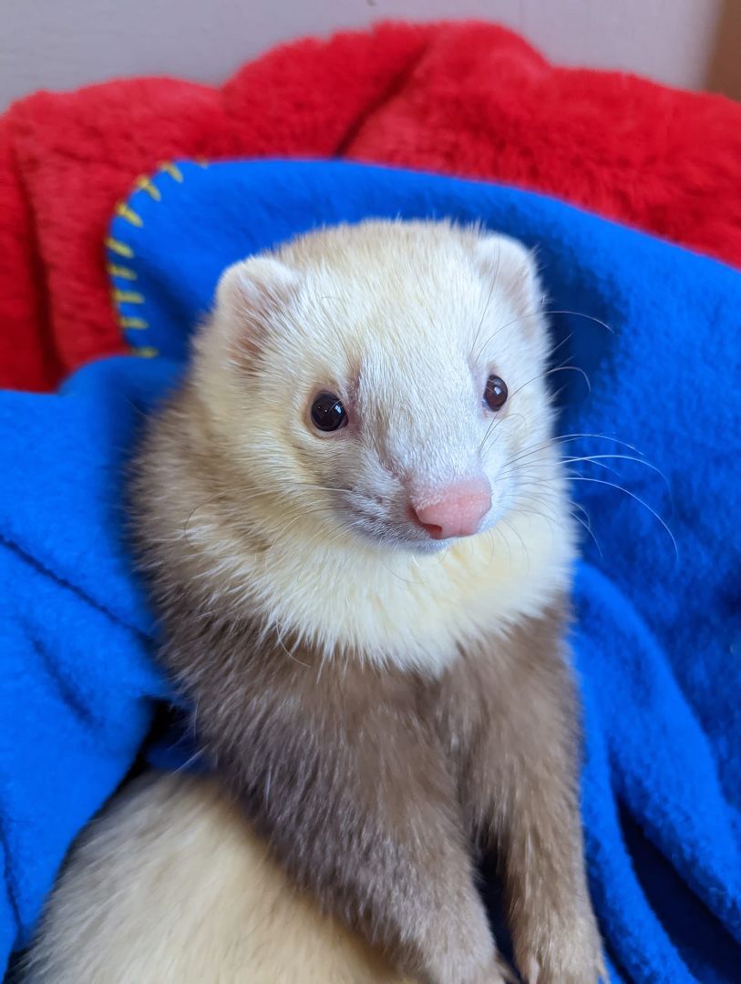 Ferret for adoption Sammy and Marley, a Ferret in Cleveland, OH