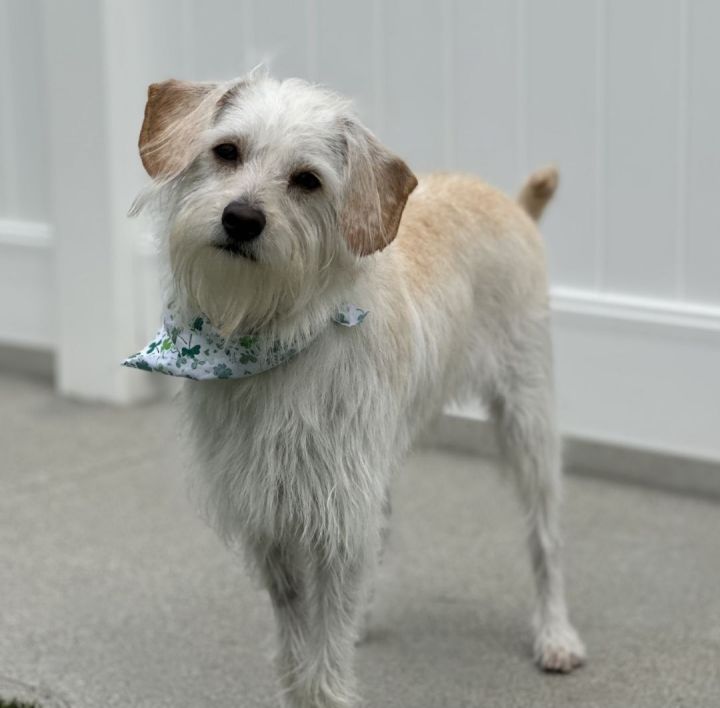 Naruto , an adoptable Jack Russell Terrier & West Highland White Terrier / Westie Mix in Los Alamitos, CA_image-4