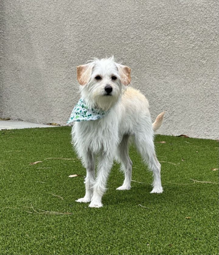 Naruto , an adoptable Jack Russell Terrier & West Highland White Terrier / Westie Mix in Los Alamitos, CA_image-5
