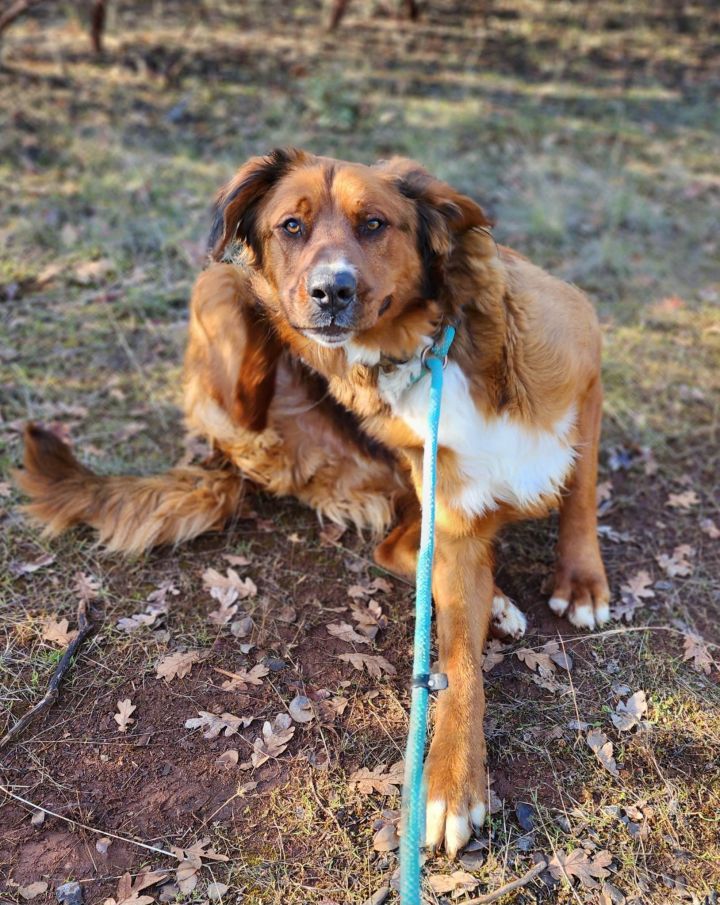 Red Panda, an adopted Retriever & Great Pyrenees Mix in Grants Pass, OR_image-4
