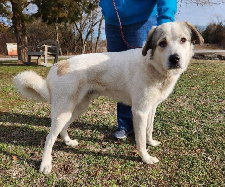 Magnum, an adoptable Great Pyrenees & Anatolian Shepherd Mix in Parsons, KS_image-1