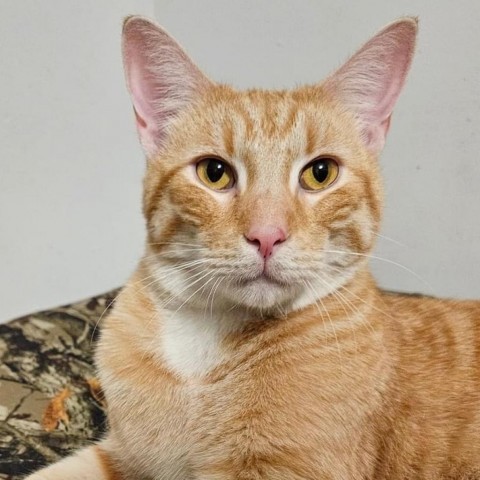 Sugar Cane, an adoptable Domestic Short Hair in Wichita, KS, 67278 | Photo Image 2