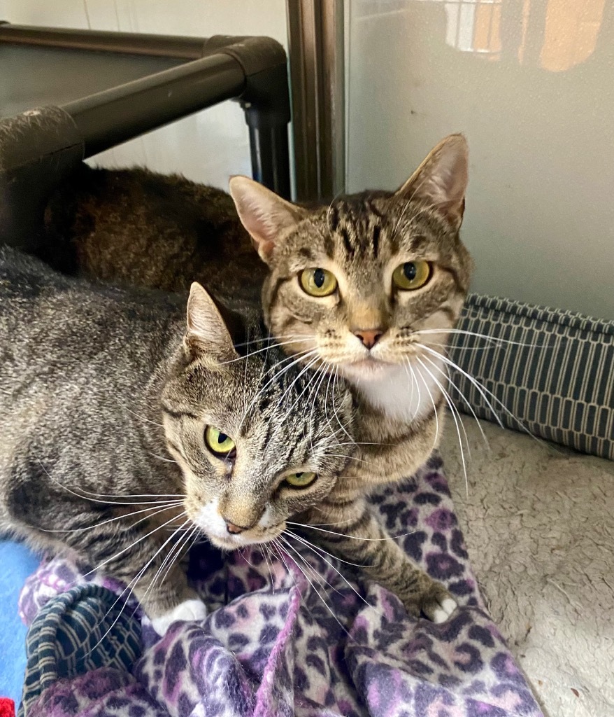 Lickerish and Cat Benatar, an adoptable Domestic Short Hair in Fort Lupton, CO, 80621 | Photo Image 1