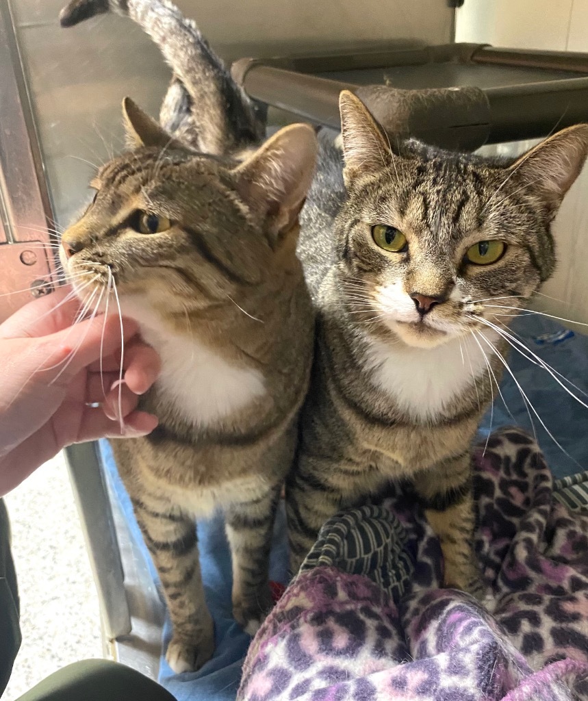 Lickerish, an adoptable Domestic Short Hair in Fort Lupton, CO, 80621 | Photo Image 2